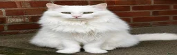 Maine Coon cats for sale: Stunning Main coon Kittens  in Sunderland - Advert 7