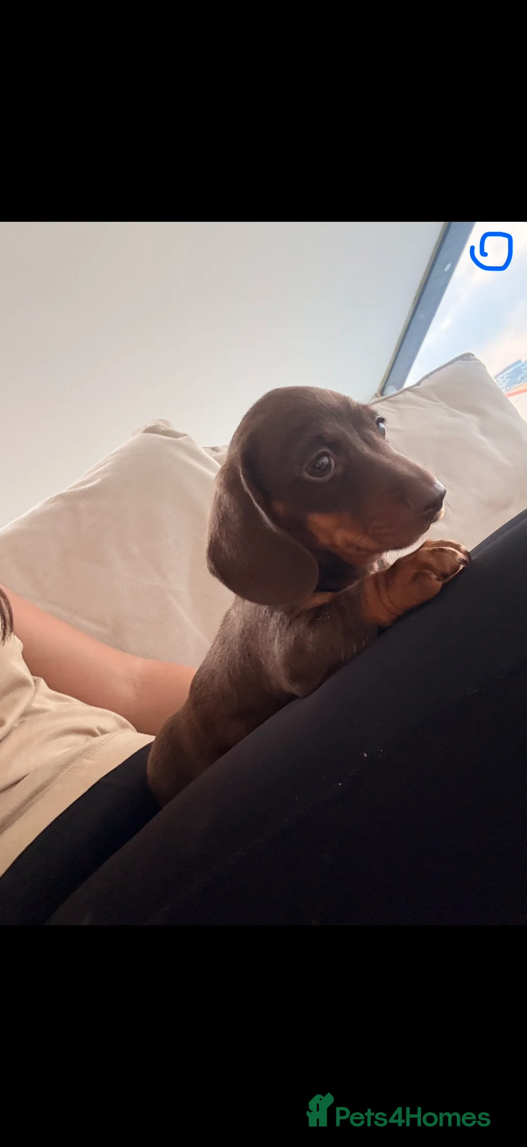 Miniature Dachshund dogs for sale: Miniature dachshund  - Advert 10