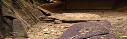 Tortoise reptiles for sale: Horsfield tortoise  - Advert 3