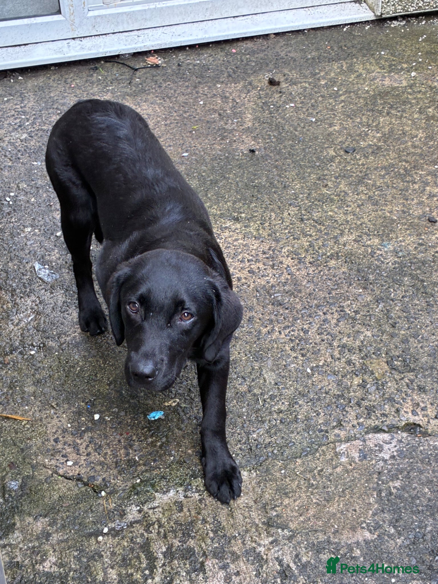 Labrador Retriever dogs 4 month old female Labrador  - Advert 1
