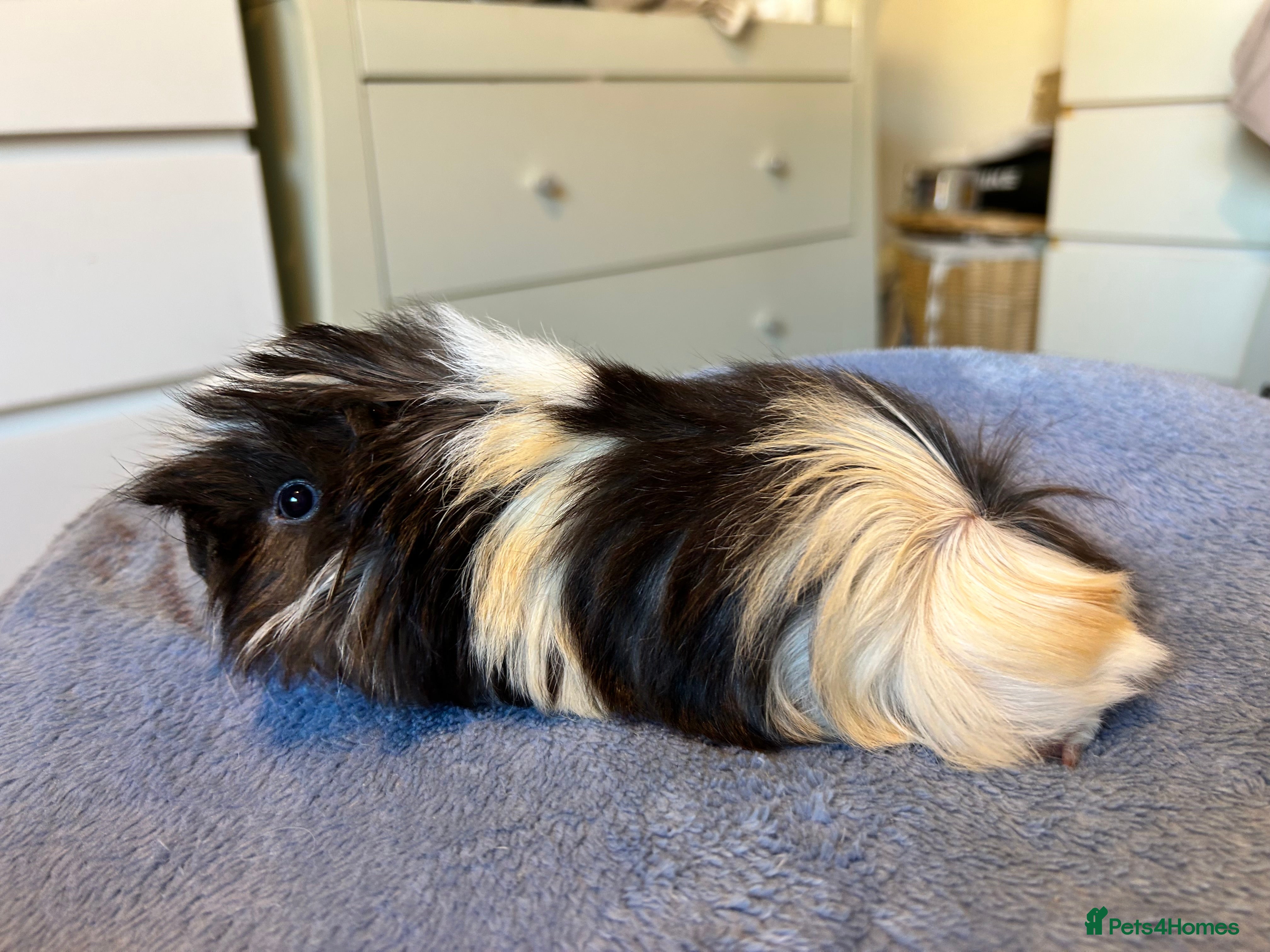 Guinea Pig rodents A pair left of male Peruvians REDUCED  - Advert 20