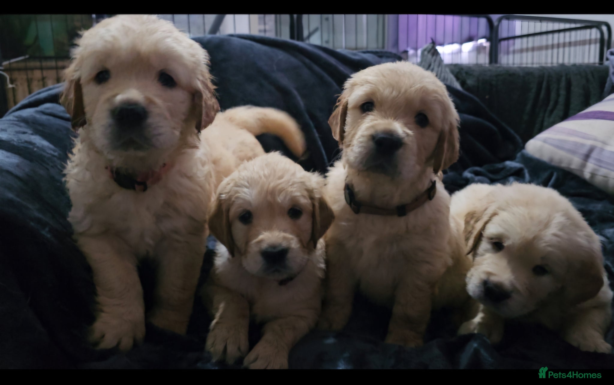 Golden Retriever dogs 8 KC/health tested gorgeous golden retrievers - Advert 2