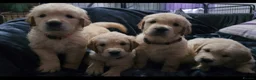 Golden Retriever dogs for sale: 3x KC golden retriever pups, ready 22nd June - Advert 3