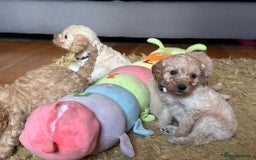 Cockapoo dogs for sale: Teddy bear cute Tiny Cockapoos  - Advert 25