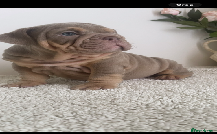English Bulldog dogs - Advert 2