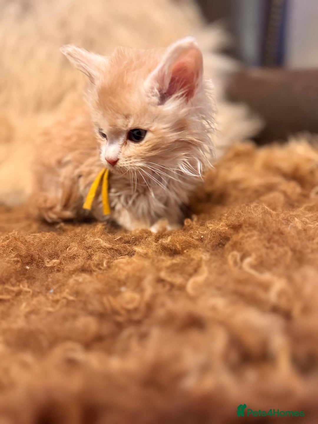 Mixed Breed cats for sale: Only one male left Mainecoon cross kittens  - Advert 6