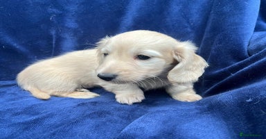 Miniature Dachshund dogs - Advert 7