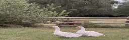 Geese poultry for sale: Pair Sebastopol geese  - Advert 1