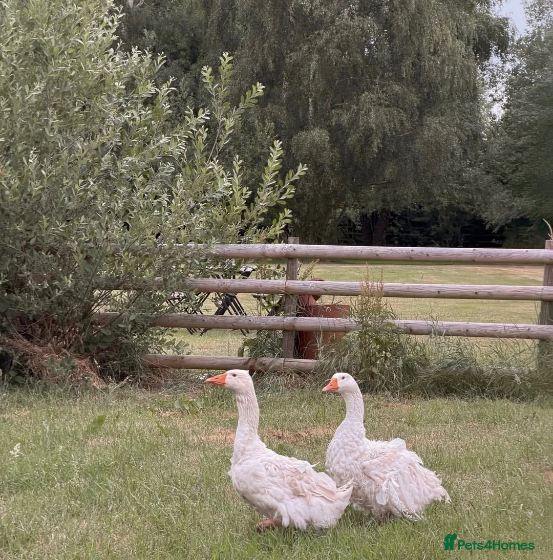 Geese poultry for sale: Pair Sebastopol geese  - Advert 1