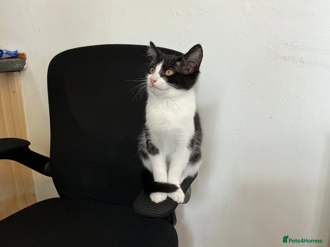 Mixed Breed cats for sale: Female  - Advert 4