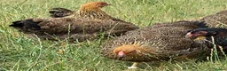 Chickens poultry for sale: Wyandotte POL - Advert 4