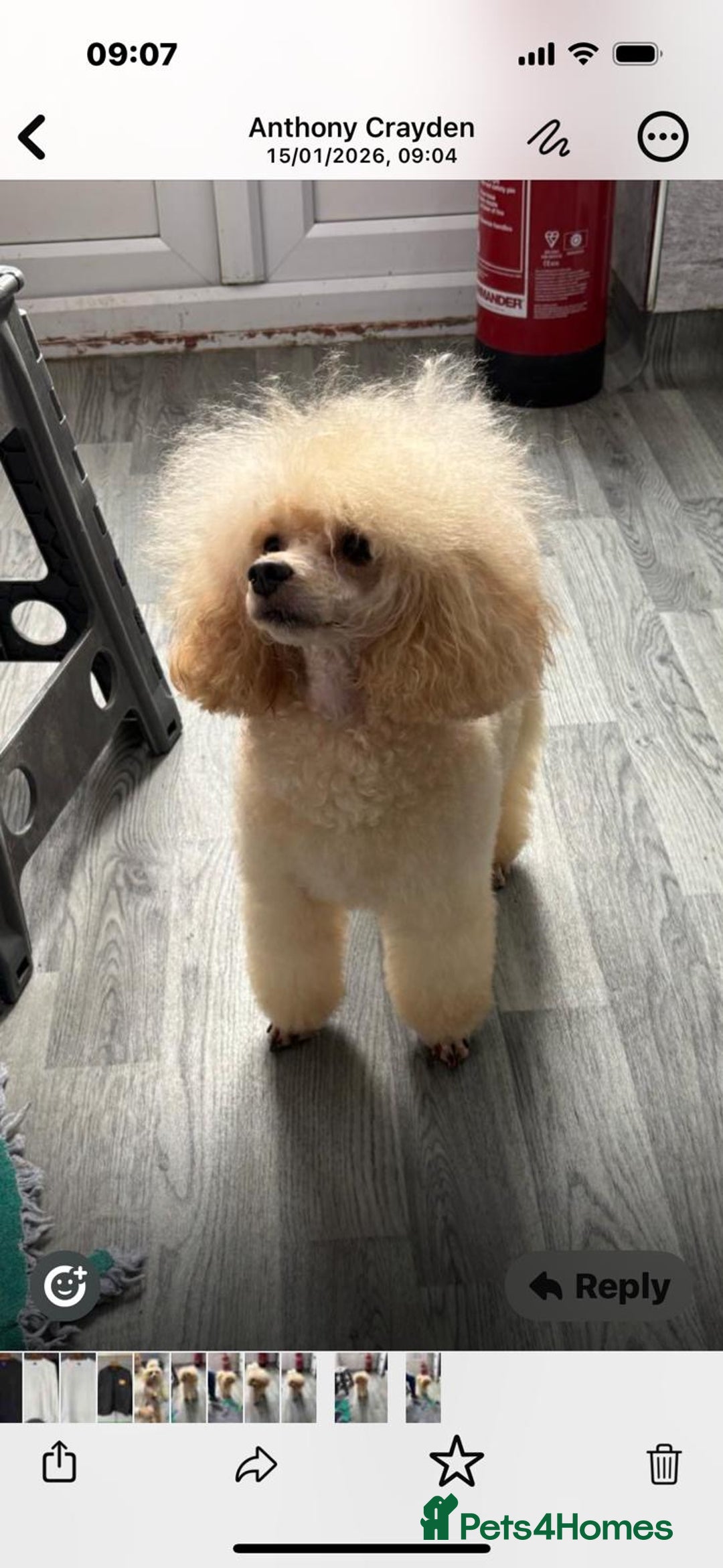 Poochon dogs for sale: Toy poodle pochons - Advert 5