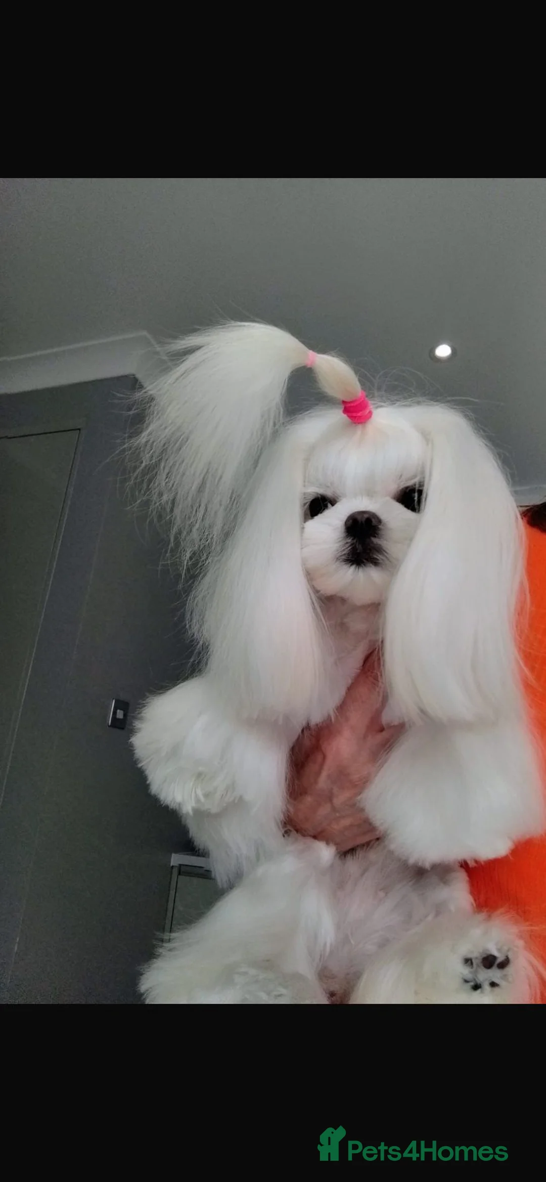 Maltese dogs for sale: Baby doll face Korean little Girl ( Ava) - Advert 7