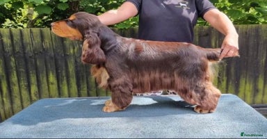 Cocker Spaniel dogs - Advert 6