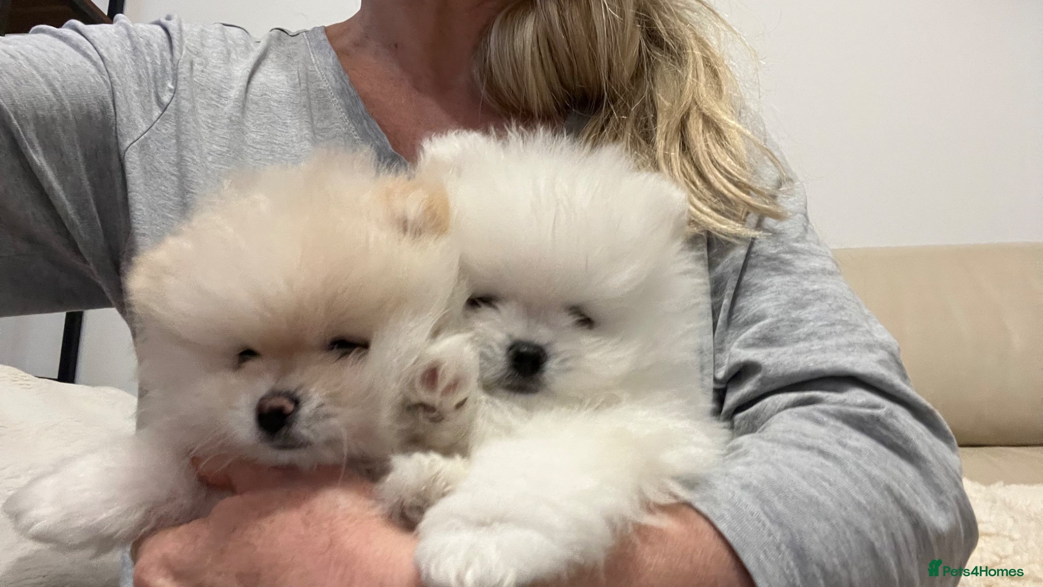 Pomeranian dogs MAGICAL PURE POMERANIAN KC - Advert 1