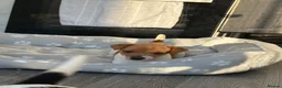 Jack Russell dogs for sale: Ready now Jack Russell puppies for sale!! in Gloucester - Advert 6
