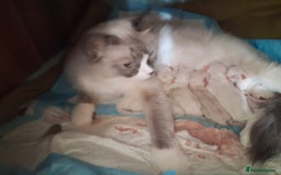 Ragdoll cats for sale: 6 ragdoll kittens  - Image 7