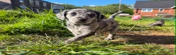 Labradoodle dogs for sale: Quality F1 miniature merle labradoodles  - Advert 20