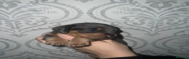 Miniature Dachshund Puppy 2