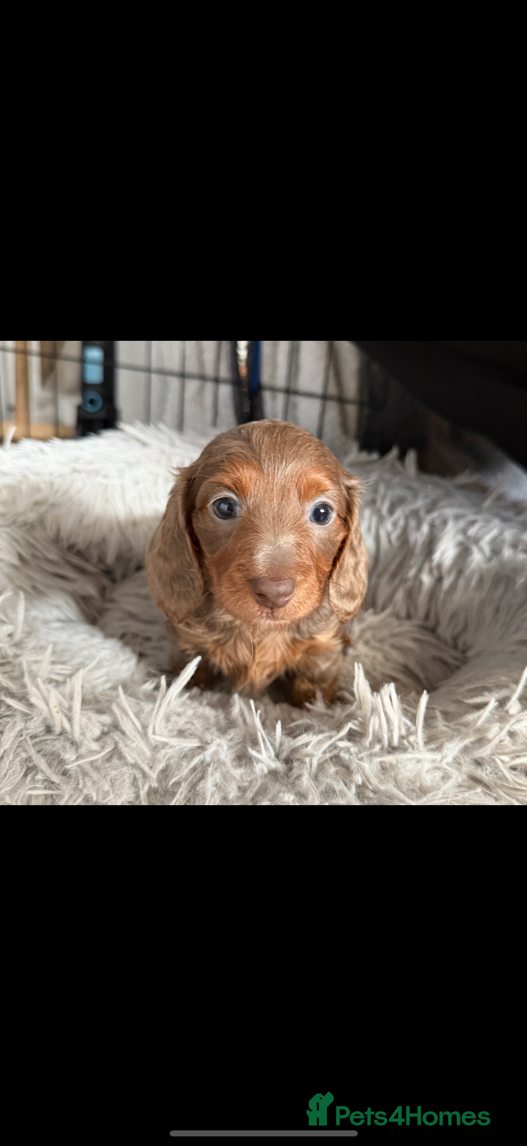 Miniature Dachshund dogs for sale: Longhaired miniature dachshund’s  - Image 5