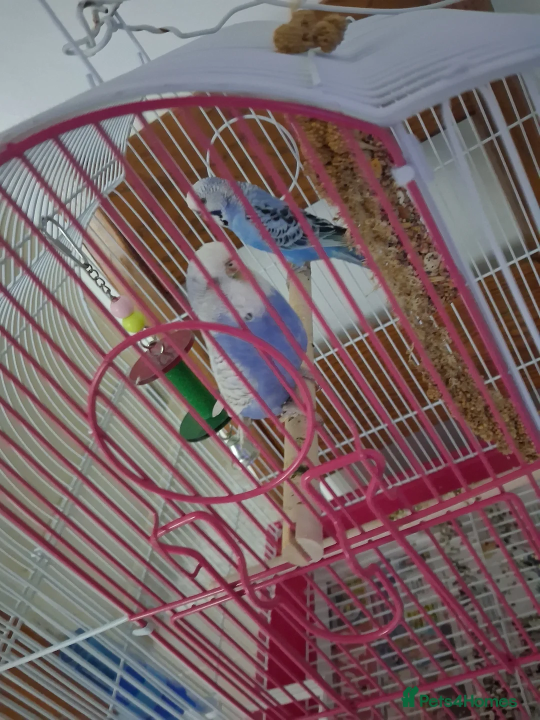 Canaries birds for sale: Badiges in Woodford Green - Advert 2