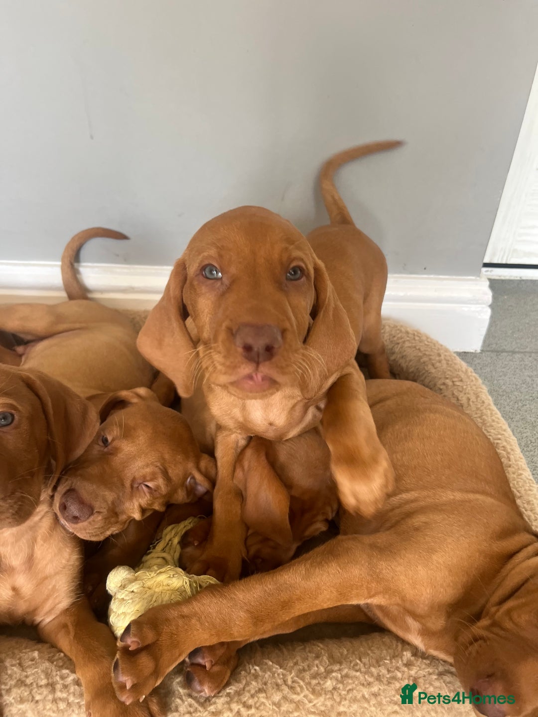 Hungarian Vizsla dogs for sale: Hungarian Vizsla puppies   - Image 12