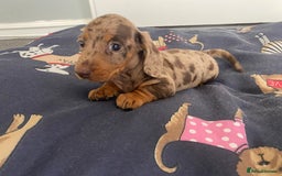 Dachshund dogs for sale: Dachshund puppies  - Image 3