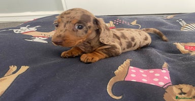 Dachshund dogs - Advert 4