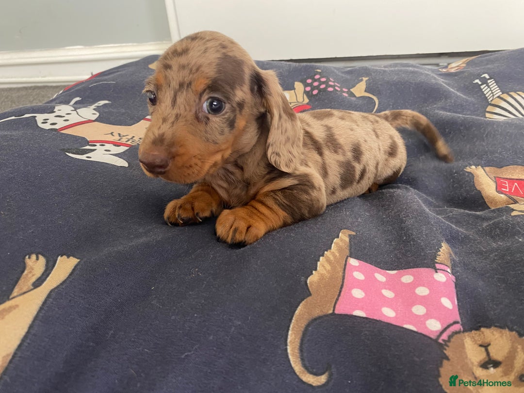 Dachshund dogs for sale: Dachshund puppies  - Image 3