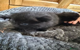 Mixed Breed cats for sale: 2 Beautiful Black Tabby Kittens - Image 4