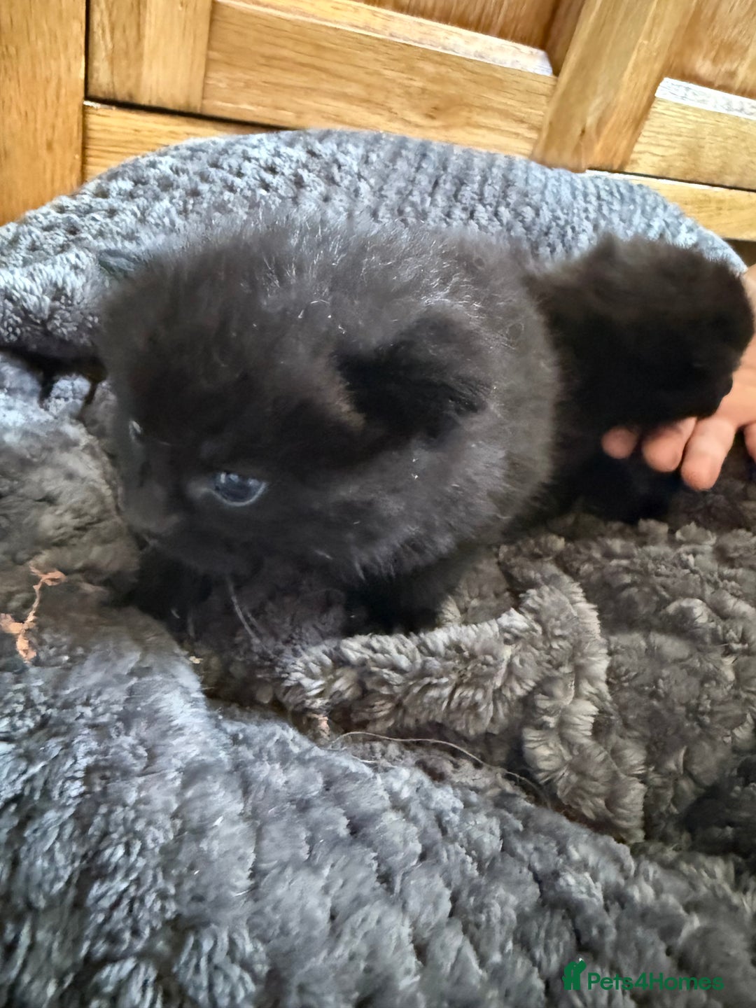 Mixed Breed cats for sale: 2 Beautiful Black Tabby Kittens - Image 4