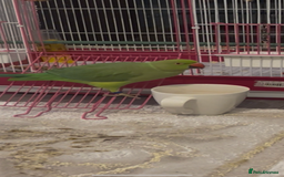 Ringnecks birds for sale: Ring neck Indian parrot  - Image 1