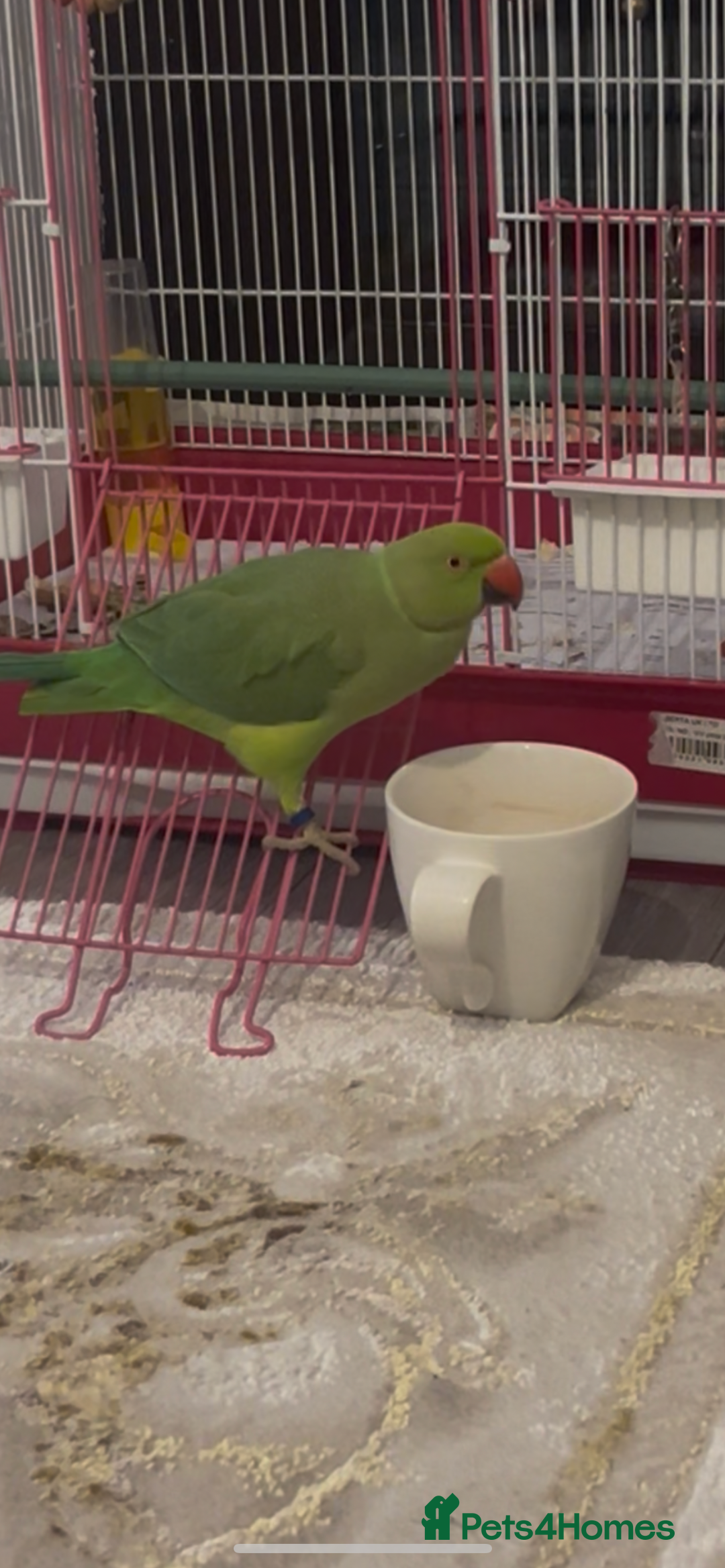 Ringnecks birds for sale: Ring neck Indian parrot  - Image 1