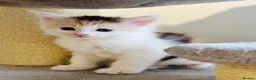 Maine Coon cats for sale: Maine coon kittens  - Advert 26