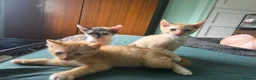 Sphynx cats for sale: Sphynx / Devon Rex Mix Kittens Ready Homes - Advert 39
