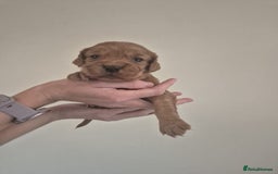 Cocker Spaniel dogs for sale: Cocker spaniel puppies  - Image 3