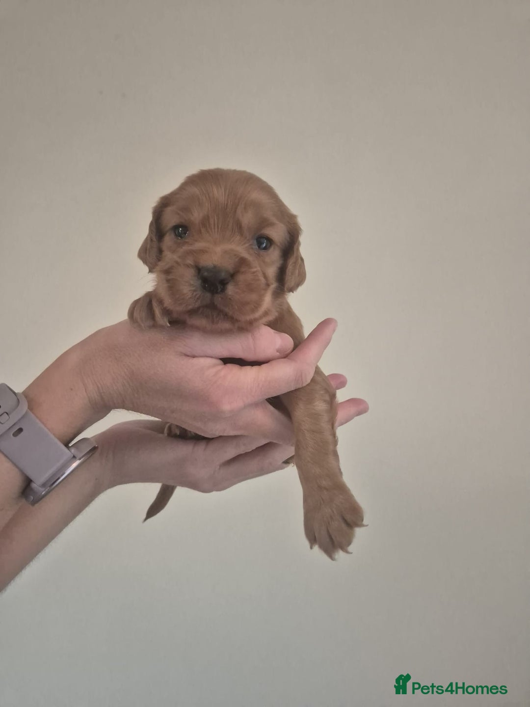 Cocker Spaniel dogs for sale: Cocker spaniel puppies  - Image 3