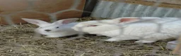 Mixed Breed rabbits for sale: New Zealand White cross Californian rabbits  - Advert 7