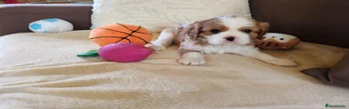 Cavalier King Charles Spaniel 3