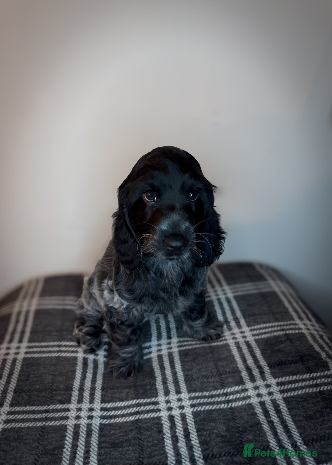 Cocker Spaniel dogs for sale: Poppy The Pedigree, KC REG, Show Cocker Spaniel - Advert 16
