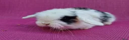 Mini Lop rabbits for sale: Mini lop babies - Advert 8