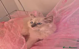 Ragdoll cats for sale: Four stunning blue point Ragdoll kittens - Image 4