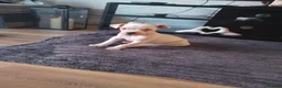 Mixed Breed dogs for sale: Staffordshire bull terrier x american bulldog - Advert 6