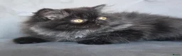 Persian cats for sale: Persian Kittens - Advert 6