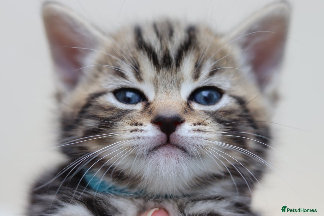 Mixed Breed cats for sale: Adorable Kittens Ready SOON - Image 17