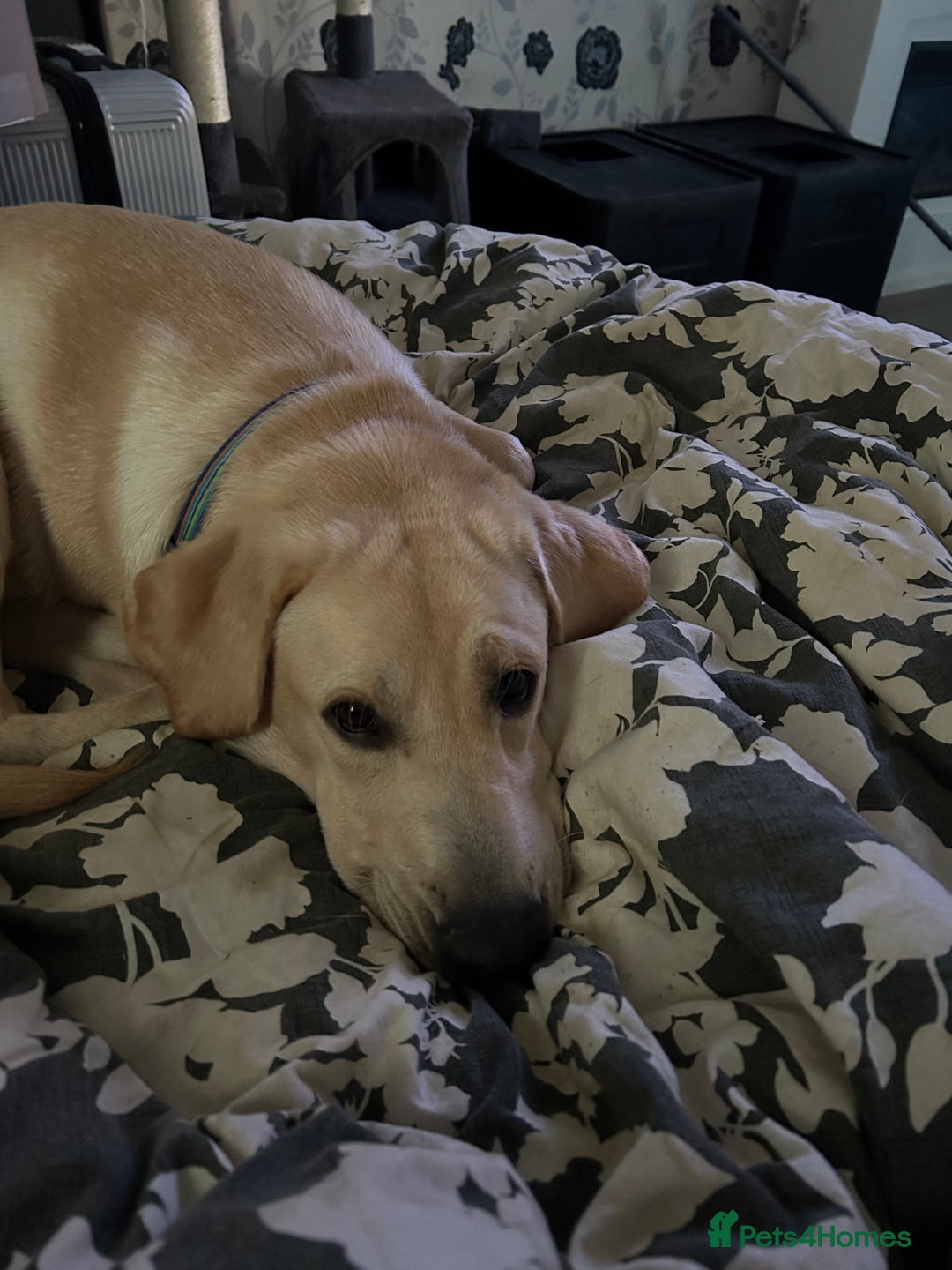 Labrador Retriever dogs for sale: Labrador male  - Advert 6