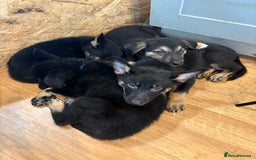 German Shepherd dogs for sale: German Shepherd puppies for sale - Image 8