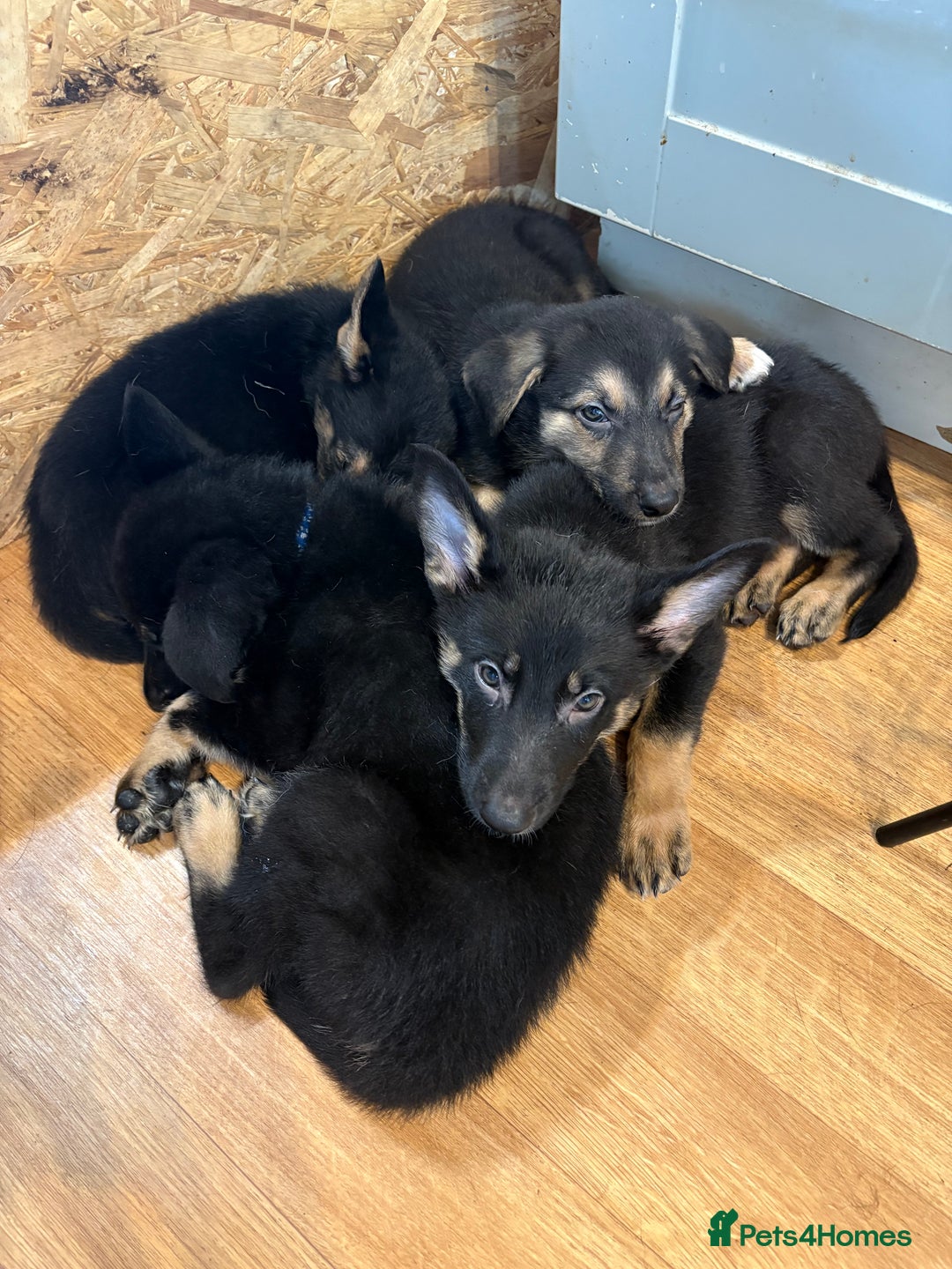 German Shepherd dogs for sale: German Shepherd puppies for sale - Image 8