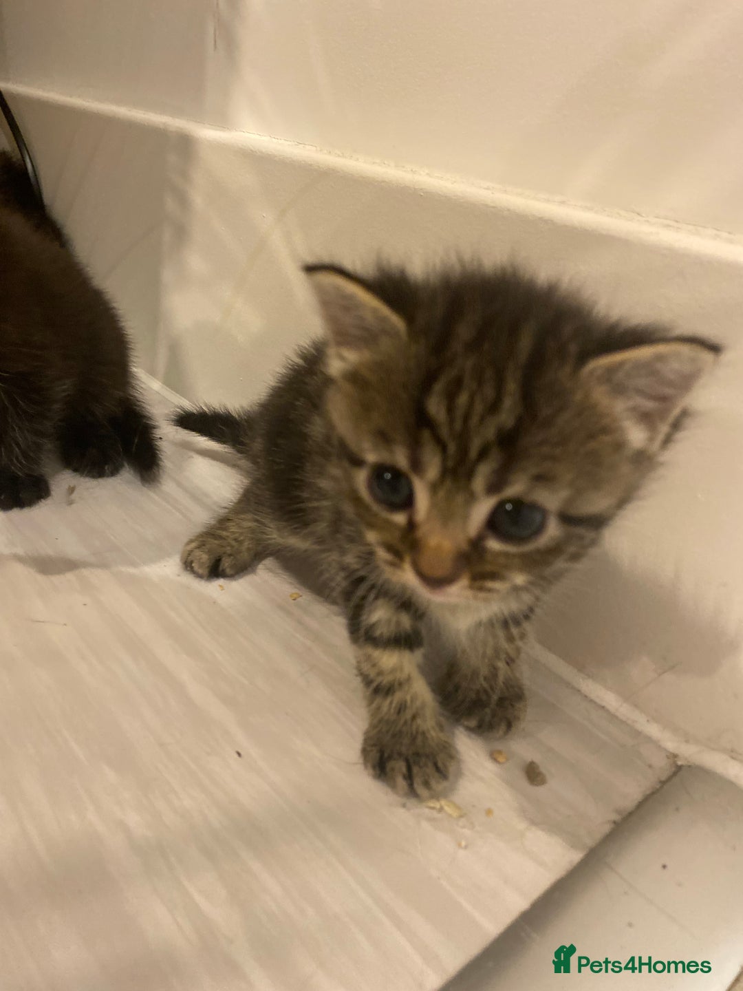 Mixed Breed cats for sale: 2 girl long haired tabby kittens  - Image 5