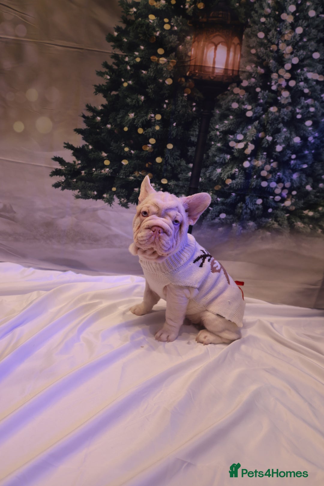 French Bulldog dogs for sale: Platinum Visual Pink French Bulldog Male - Advert 11